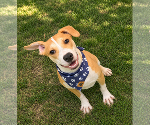Wonton - Male Labrador Retriever-Unknown Mix Dog for Adoption - Photo #2