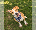 Small Photo #2 Labrador Retriever-Unknown Mix Puppy For Sale in Phoenix, AZ, USA