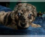 Small Photo #1 Aussiedoodle Puppy For Sale in Pacolet, SC, USA