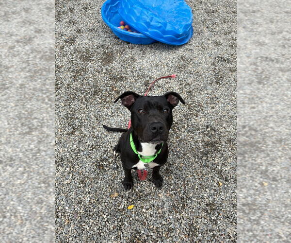 Medium Photo #3 American Staffordshire Terrier-Labrador Retriever Mix Puppy For Sale in Sayreville, NJ, NJ, USA