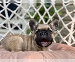 Small Photo #2 French Bulldog Puppy For Sale in NEWTON, NJ, USA