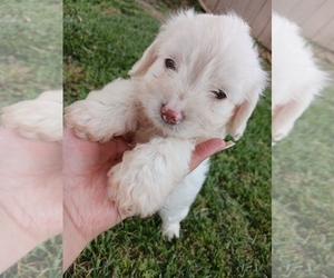 Maltipoo Puppy for sale in CHINO, CA, USA