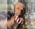 Small Photo #7 Chesapeake Bay Retriever Puppy For Sale in BROWNS VALLEY, CA, USA