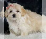 Small #3 Maltipoo
