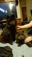 Chow Chow Puppy for sale in NIXA, MO, USA