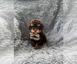 Poodle (Toy) Puppy for sale in JEFFERSONVILLE, IN, USA