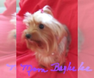 Mother of the Yorkshire Terrier puppies born on 12/14/2019