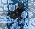 Small Photo #2 Chinese Shar-Pei Puppy For Sale in MERRITT IS, FL, USA