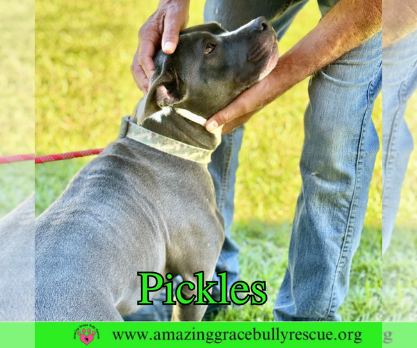 Medium Photo #9 American Bulldog-Unknown Mix Puppy For Sale in Pensacola, FL, USA