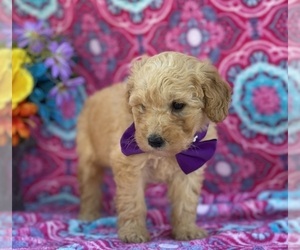 Goldendoodle (Miniature) Puppy for sale in LANCASTER, PA, USA