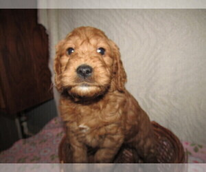 Goldendoodle Puppy for sale in TRAVERSE CITY, MI, USA