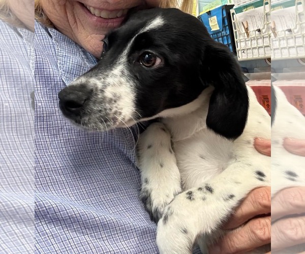 Medium Photo #2 Mutt Puppy For Sale in Rustburg, VA, USA
