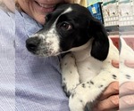 Small #1 Mutt