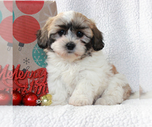 Zuchon Puppy for sale in GORDONVILLE, PA, USA