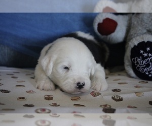 Old English Sheepdog Puppy for sale in FAIR GROVE, MO, USA