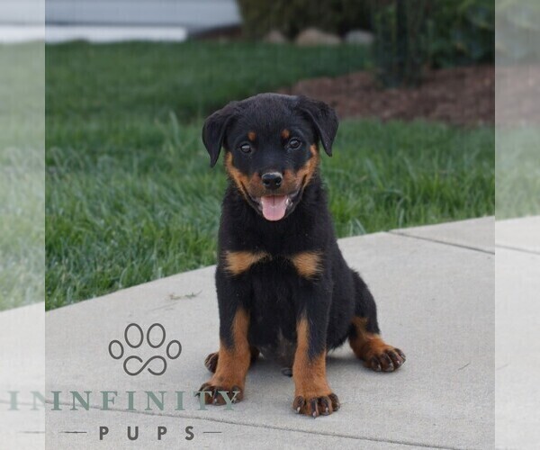 Medium Photo #1 Rottweiler Puppy For Sale in CHRISTIANA, PA, USA
