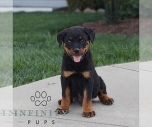Rottweiler Puppy for sale in CHRISTIANA, PA, USA