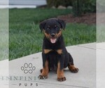 Small Rottweiler