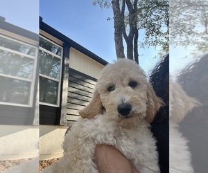 Goldendoodle Puppy for sale in CEDAR CREEK, TX, USA