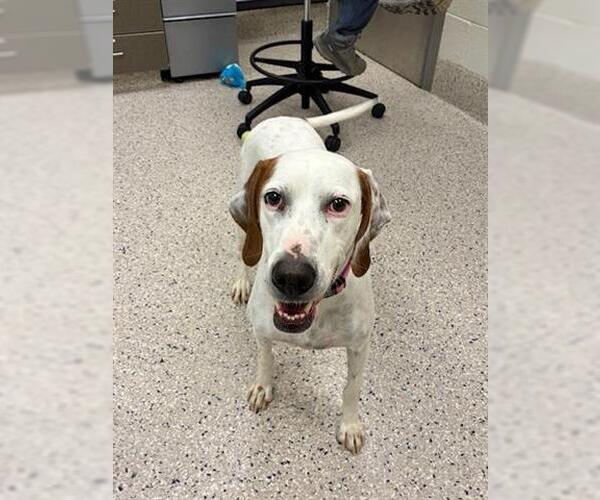 Medium Photo #1 English Setter Puppy For Sale in Brighton, CO, USA