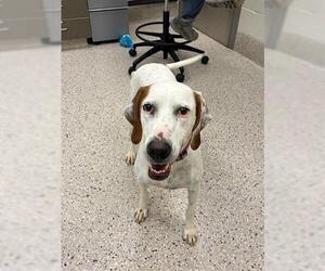 English Setter Dogs for adoption in Brighton, CO, USA