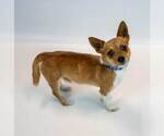 Small #5 Chihuahua Mix