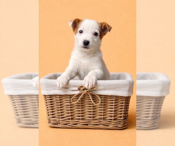Medium Photo #3 Australian Cattle Dog Puppy For Sale in GREENFIELD, IN, USA