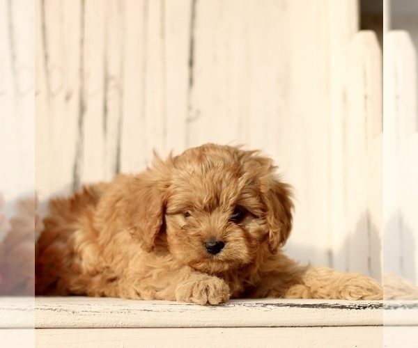 Medium Photo #3 Cavapoo (Miniature) Puppy For Sale in NEW HOLLAND, PA, USA