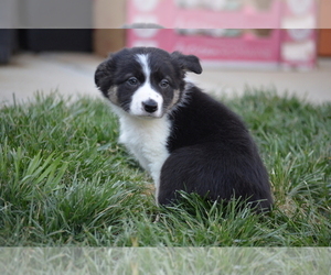 Border Collie Puppy for sale in HUNTERSVILLE, NC, USA