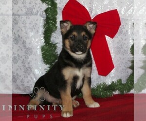 Australian Cattle Dog-German Shepherd Dog Mix Puppy for sale in OXFORD, PA, USA