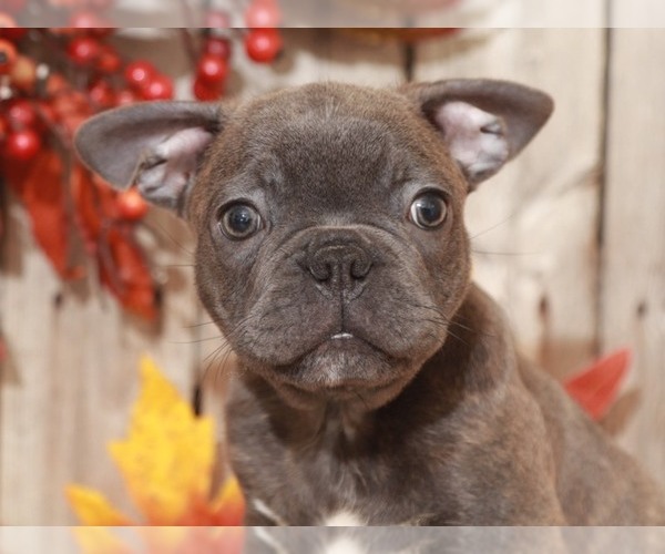 Medium Photo #3 Faux Frenchbo Bulldog Puppy For Sale in MOUNT VERNON, OH, USA