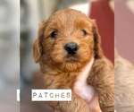 Small Photo #18 Australian Labradoodle Puppy For Sale in RIVERSIDE, CA, USA