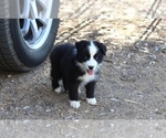 Puppy Ruby Australian Shepherd