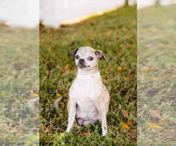 Medium Photo #7 Jack Chi Puppy For Sale in Princeton, MN, USA