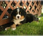 Puppy Donny Bernese Mountain Dog