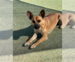 Paco in TX - Male Chihuahua-Unknown Mix Dog for Adoption - Small photo