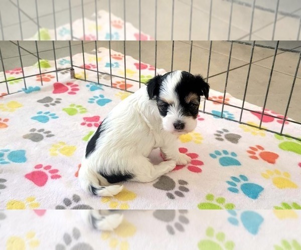 Medium Photo #15 Havanese Puppy For Sale in ORO VALLEY, AZ, USA