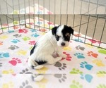 Small #14 Havanese