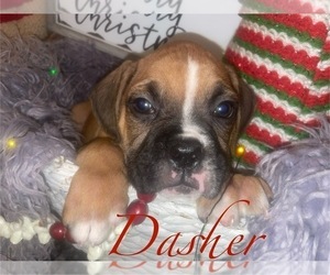 Boxer Puppy for sale in DAYTON, OH, USA