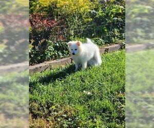 American Eskimo Dog Dogs for adoption in Glen Haven, WI, USA