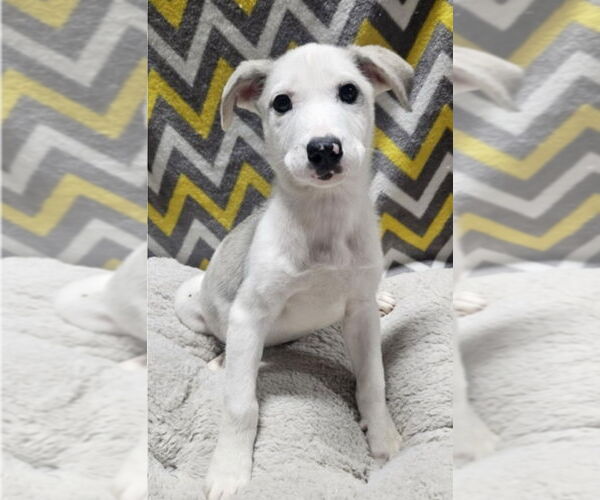 Medium Photo #6 Mutt Puppy For Sale in Lakewood, CO, USA