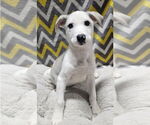 Small #5 Mutt