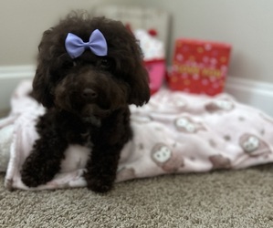 Mother of the Poovanese puppies born on 04/01/2025
