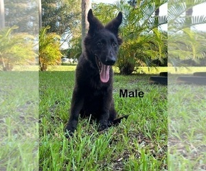 German Shepherd Dog Puppy for sale in RUSKIN, FL, USA