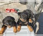 Small Photo #1 Rottweiler Puppy For Sale in FRESNO, CA, USA