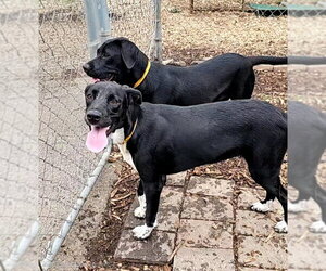 Tippy - Female Mutt Dog for Adoption - Photo #3