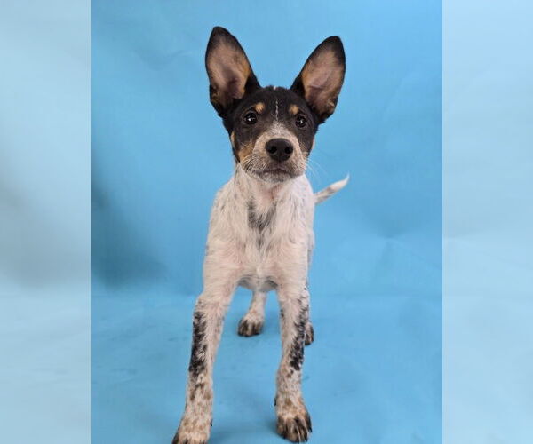 Medium Photo #4 Mutt Puppy For Sale in Lakewood, CO, USA