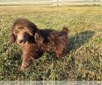Small #7 Poodle (Toy)