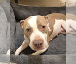 Small #3 American Pit Bull Terrier