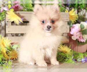 Pomeranian Puppy for sale in MOUNT VERNON, OH, USA